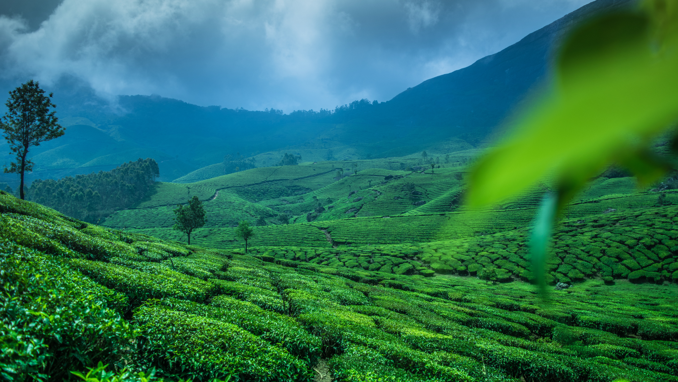 Munnar Tour Packages: Experience the Magic of the Hill Station